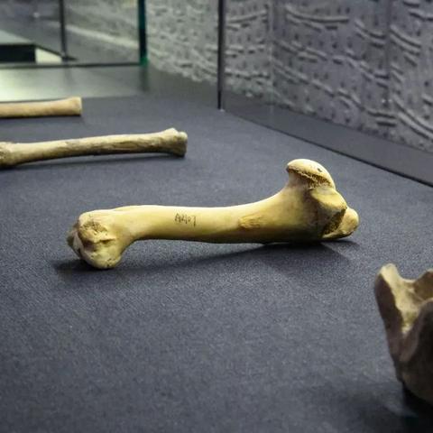 《空之轨迹1st》第三章寻宝攻略：揭秘天使羊隐藏位置技巧