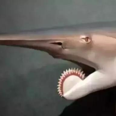 《宝可梦传说Z-A》圆陆鲨捕捉攻略:揭秘高效捕获圆陆鲨的独家技巧 《宝可梦传说Z-A》圆陆鲨捕捉攻略:揭秘高效捕获圆陆鲨的独家技巧