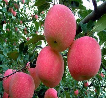 《宝可梦传说Z-A》御三家攻略：掌握最佳选择，轻松升级！