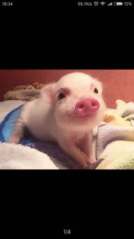 《复古卷轴风,清版肉鸽爽快体验》 《复古卷轴风,清版肉鸽爽快体验》