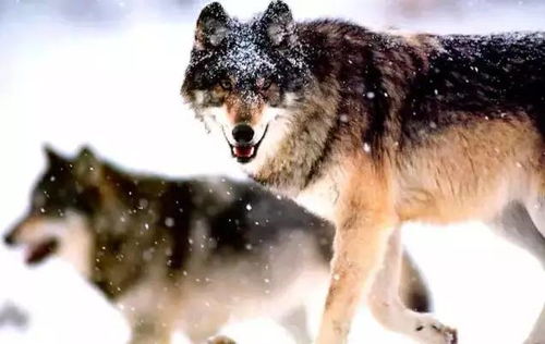 《饿狼传说群狼之城》东丈实力解析:掌握群狼之王的制胜秘诀 《饿狼传说群狼之城》东丈实力解析:掌握群狼之王的制胜秘诀