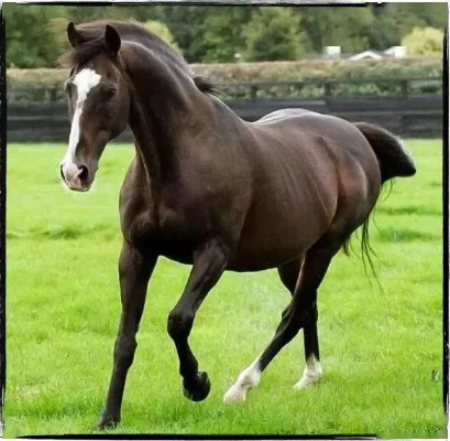 羊蹄山马种揭秘：独特命名技巧助你驾驭神驹