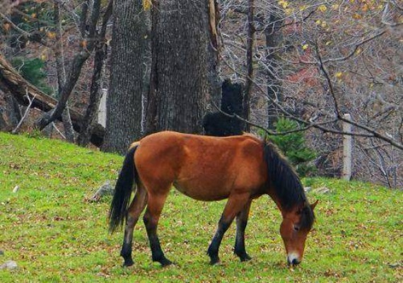羊蹄山马种揭秘：独特命名技巧助你驾驭神驹
