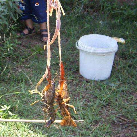 传奇木棒对决变异小龙虾,《荒野枪巫》评测揭秘独特玩法 传奇木棒对决变异小龙虾,《荒野枪巫》评测揭秘独特玩法