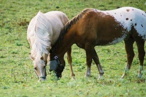 羊蹄山豪华版马匹获取攻略：独家技巧助你轻松驾驭神驹