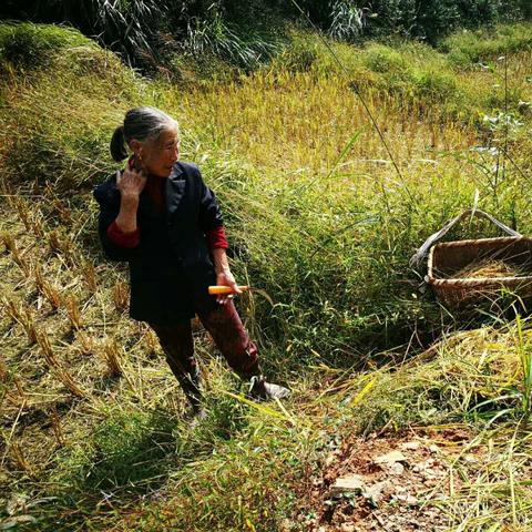 《龙背上的农家》深度评测:沉浸田园生活,体验农耕新乐趣 《龙背上的农家》深度评测:沉浸田园生活,体验农耕新乐趣