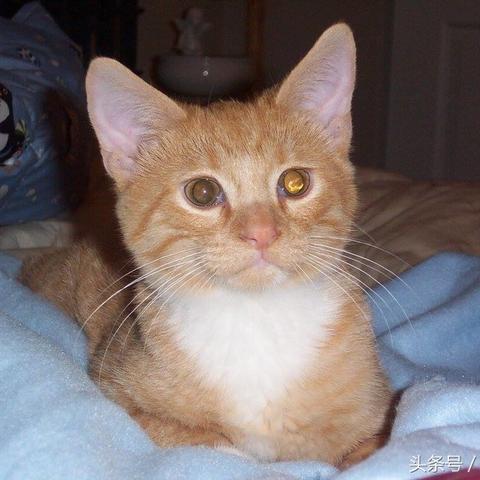 《空之轨迹1st》攻略：轻松解锁寻找小猫支线，解锁隐藏剧情！