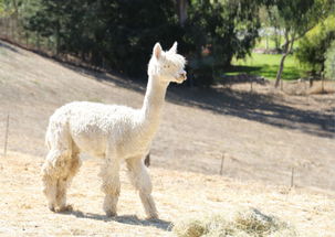 市长议会忙翻天,羊驼农场乐无边 市长议会忙翻天,羊驼农场乐无边