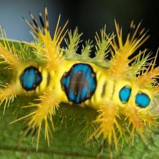 《她还记得毛毛虫》:真菌朋克游戏深度评测揭秘 《她还记得毛毛虫》:真菌朋克游戏深度评测揭秘