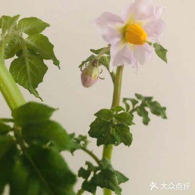 土豆花评测：探索核心与轻度平衡的艺术魅力