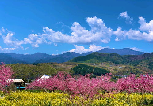 《摇曳露营》魅力揭秘:本栖湖篇深度评测,露营新体验! 《摇曳露营》魅力揭秘:本栖湖篇深度评测,露营新体验!