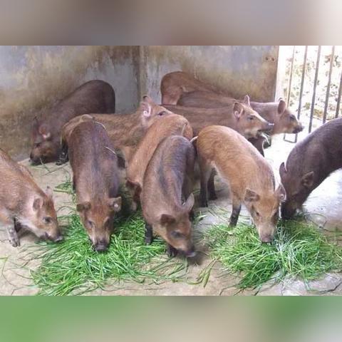 《暗黑血统：创世纪》评测：非正传却成爆款，体验非凡“真香”之旅