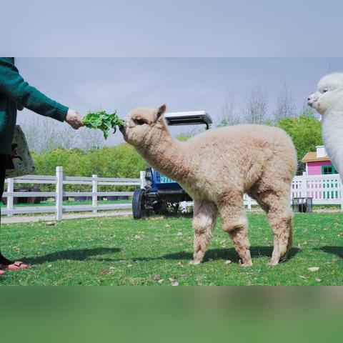 《动物园之星》评测：萌宠魅力征服玩家，体验毛茸茸的欢乐之旅