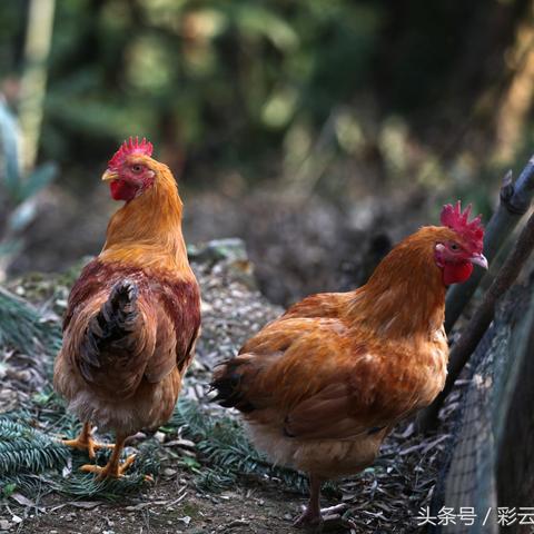 夏日丰收必备!《牧场物语风之繁华集市》夏季特色农作物推荐攻略 夏日丰收必备!《牧场物语风之繁华集市》夏季特色农作物推荐攻略