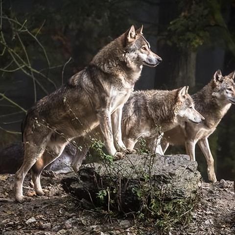 《饿狼传说》群狼之城肯连段攻略:独家技巧助你轻松通关 《饿狼传说》群狼之城肯连段攻略:独家技巧助你轻松通关