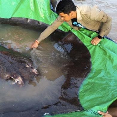 巨鲶攻略:独家应对与捕捉技巧揭秘 巨鲶攻略:独家应对与捕捉技巧揭秘