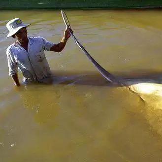 巨鲶攻略:独家应对与捕捉技巧揭秘 巨鲶攻略:独家应对与捕捉技巧揭秘