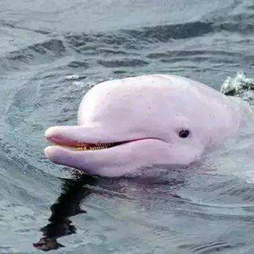 《超自然行动组》蝙蝠攻略:高效应对与捕捉技巧揭秘 《超自然行动组》蝙蝠攻略:高效应对与捕捉技巧揭秘