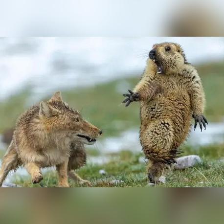 《超自然行动组》攻略:土拨鼠应对技巧,高效捕捉秘籍大揭秘 《超自然行动组》攻略:土拨鼠应对技巧,高效捕捉秘籍大揭秘