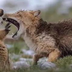 《超自然行动组》攻略:土拨鼠应对技巧,高效捕捉秘籍大揭秘 《超自然行动组》攻略:土拨鼠应对技巧,高效捕捉秘籍大揭秘