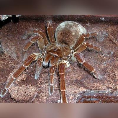 《流放之路2》亚马逊猎手剧情攻略:高效跑图技巧揭秘,轻松升级! 《流放之路2》亚马逊猎手剧情攻略:高效跑图技巧揭秘,轻松升级!