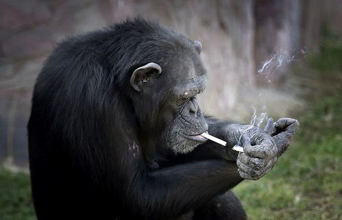 黑豹线大象猩猩技能轻松拿，独家攻略助你快速升级