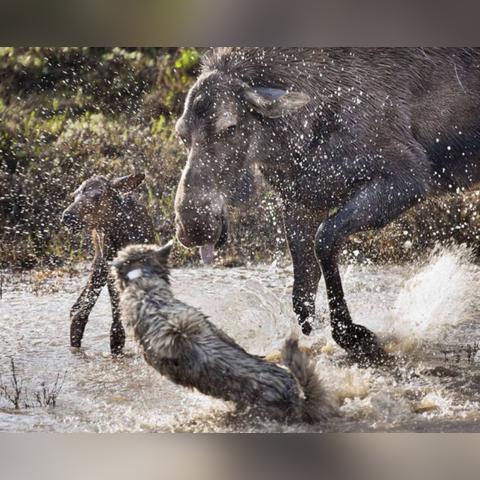 《饿狼传说》双叶萤J2B连招攻略:掌握群狼之城制胜秘诀 《饿狼传说》双叶萤J2B连招攻略:掌握群狼之城制胜秘诀