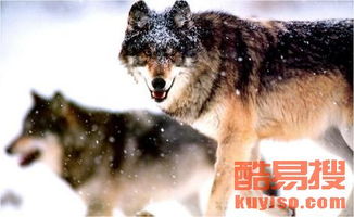 《饿狼传说》SCS2025第五周精彩瞬间盘点，群狼之城巅峰对决不容错过！