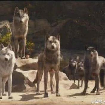 《饿狼传说》群狼之城首日战报:SCS2025核聚变精彩瞬间抢先看 《饿狼传说》群狼之城首日战报:SCS2025核聚变精彩瞬间抢先看