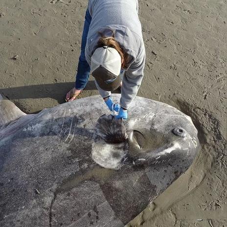 《死亡搁浅2》心人实验室位置解锁攻略,揭秘等级提升奖励攻略! 《死亡搁浅2》心人实验室位置解锁攻略,揭秘等级提升奖励攻略!