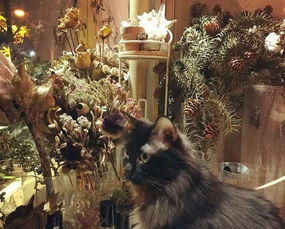 《剑星》猫咪摄影展:独家领跑拍照圣地揭秘 《剑星》猫咪摄影展:独家领跑拍照圣地揭秘