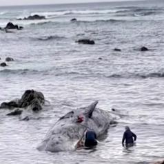 《死亡搁浅2》攻略：揭秘如何高效返回墨西哥，解锁新玩法