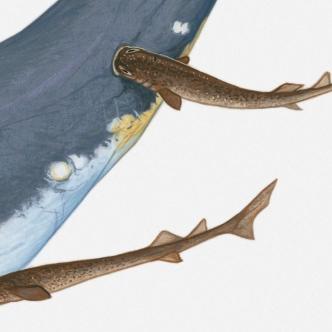 《死亡搁浅2》独家攻略：揭秘章鱼BOSS战高效打法，轻松通关！