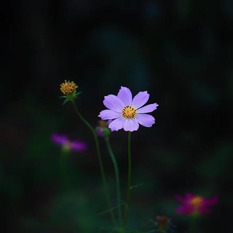 《最终幻想14》水晶世界日影地修炼所攻略：高效通关秘籍大揭秘