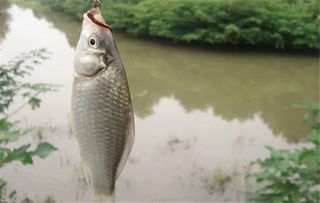 《CastnChill》钓鱼圣地大盘点，独家全鱼类钓点攻略揭秘