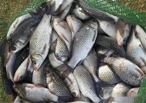 《CastnChill》钓鱼圣地大盘点，独家全鱼类钓点攻略揭秘