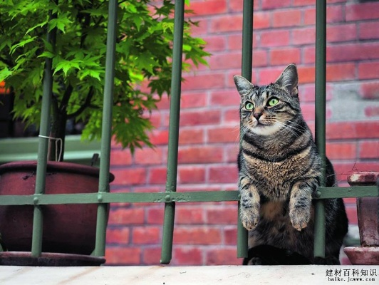 《剑星》寒城猫拍秘境攻略:猫咪摄影展独家技巧揭秘 《剑星》寒城猫拍秘境攻略:猫咪摄影展独家技巧揭秘