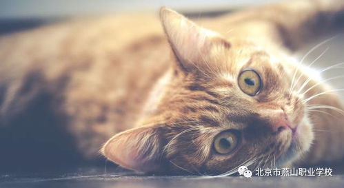 《剑星》猫咪展位攻略揭秘：猫咪摄影展必看秘籍