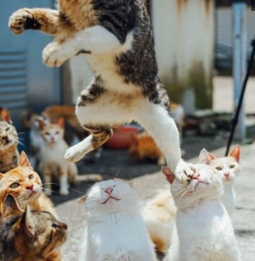 《剑星(星刃)》猫咪拍照攻略:独家展位揭秘,摄影达人必看技巧 《剑星(星刃)》猫咪拍照攻略:独家展位揭秘,摄影达人必看技巧