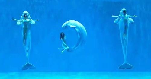 《鸣潮》2.4活动盘点:揭秘2.4上半精彩玩法攻略 《鸣潮》2.4活动盘点:揭秘2.4上半精彩玩法攻略