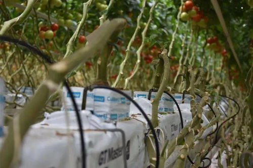 《幻想生活i》作物种植攻略:解锁神秘作物种植技巧 《幻想生活i》作物种植攻略:解锁神秘作物种植技巧