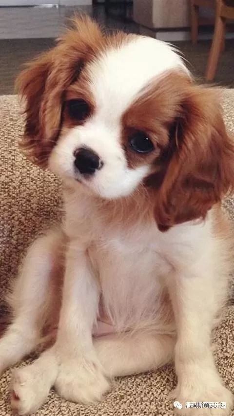 艾尔登法环支线攻略：猎犬骑士逃课挑战，高效打法揭秘！