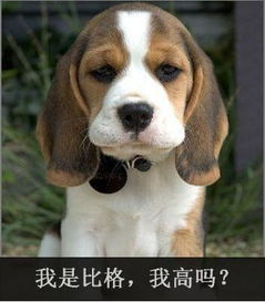 艾尔登法环黑夜君临三头犬攻略:高效打法揭秘,轻松通关! 艾尔登法环黑夜君临三头犬攻略:高效打法揭秘,轻松通关!