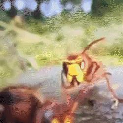 黄金鱼鳍获取攻略：揭秘《幻想生活i》黄金旗鱼位置技巧