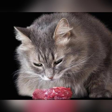 冰冻鲔鱼藏匿攻略，解锁《幻想生活i》神秘宝藏