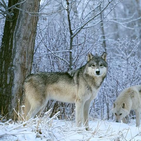 《饿狼传说》C罗独白盘点:揭秘C罗在群狼之城中的经典台词! 《饿狼传说》C罗独白盘点:揭秘C罗在群狼之城中的经典台词!