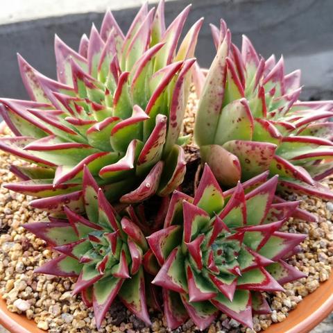 乌木套攻略:轻松掌握上古卷轴4重制版前期高效获取技巧 乌木套攻略:轻松掌握上古卷轴4重制版前期高效获取技巧