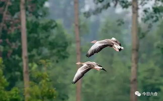肉鸽风味无双体验，视觉盛宴新升级