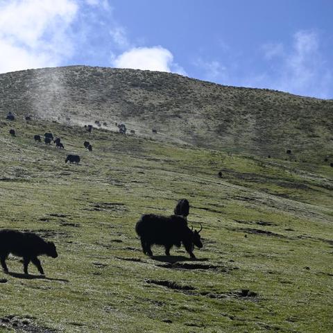老树焕新花，风华集市牧场物语评测揭秘新篇章