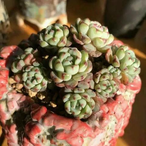 流派构建乐趣至上，《魔法工艺》战斗之外新体验